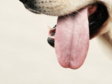 La lengua de un perro