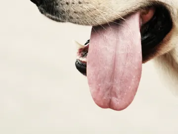 La lengua de un perro La lengua de un perro