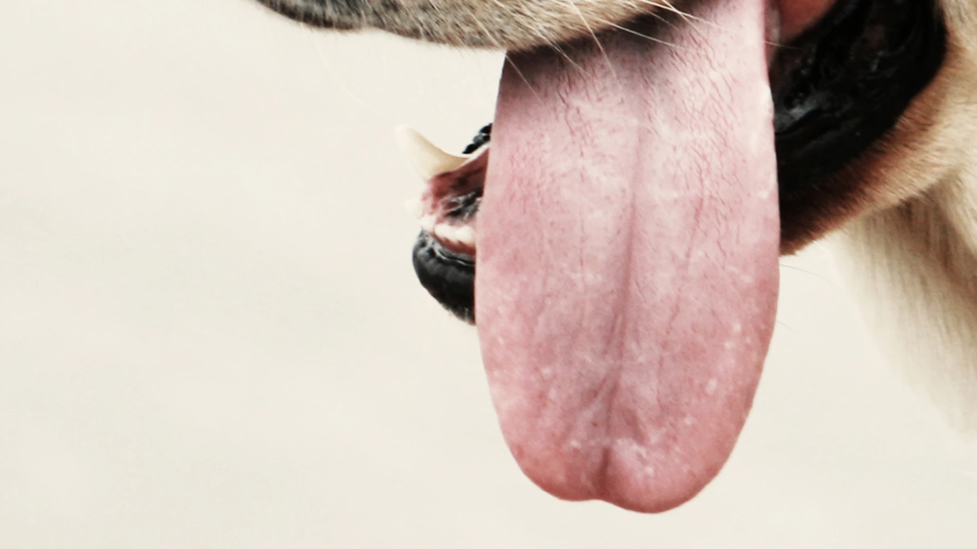 La lengua de un perro La lengua de un perro