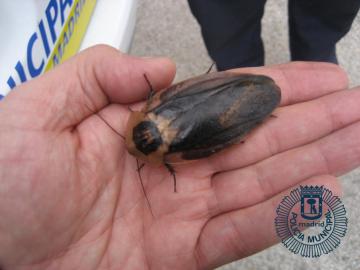 Cucaracha gigante de Madagascar en la mano de un agente