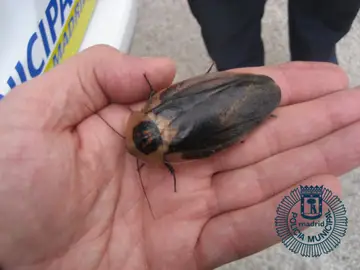 Cucaracha gigante de Madagascar en la mano de un agente Cucaracha gigante de Madagascar en la mano de un agente