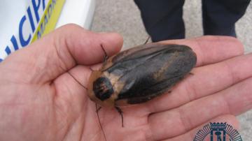 Cucaracha gigante de Madagascar en la mano de un agente