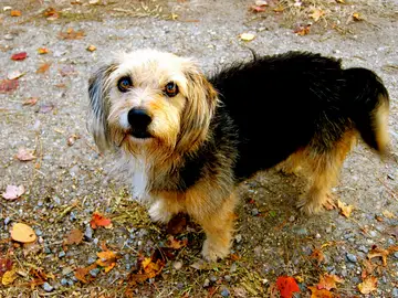Un perro Un perro
