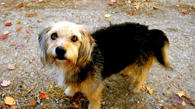 El Congreso pacta la prohibición de cortar el rabo a los perros por motivos estéticos