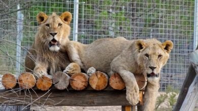 Un centro español ofrece una segunda oportunidad a los tigres, leones y leopardos explotados en los circos y espectáculos