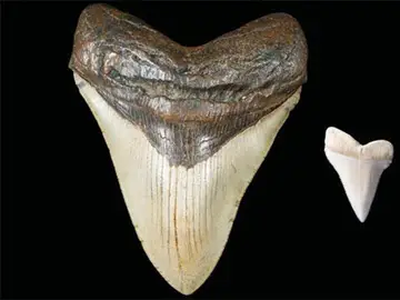 Dientes fosilizados Dientes fosilizados