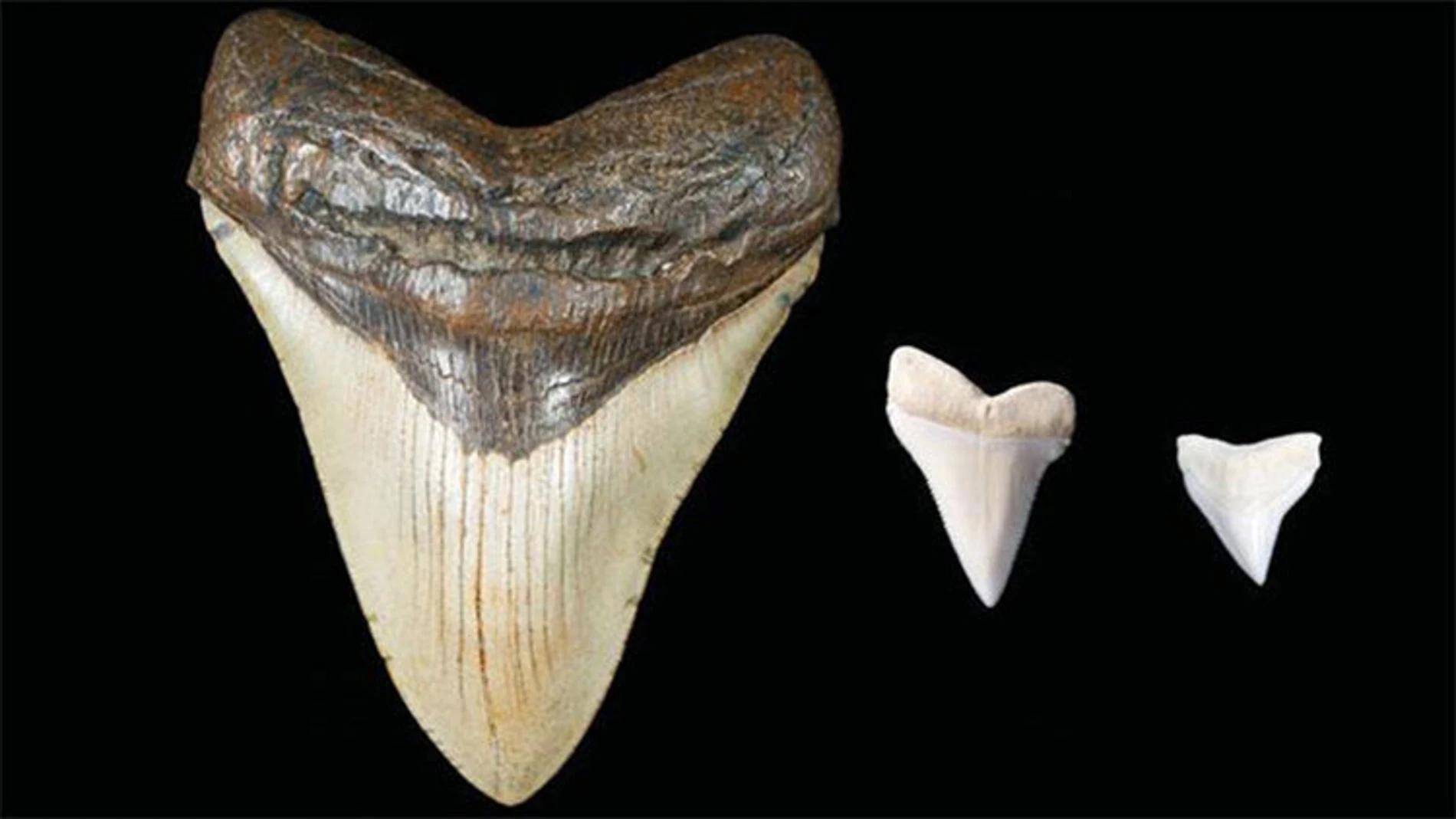 Dientes fosilizados Dientes fosilizados