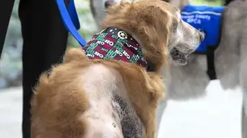 El Golden Retriever operado El Golden Retriever operado