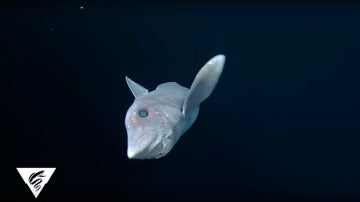 Imagen del tiburón fantasma en aguas del Pacífico