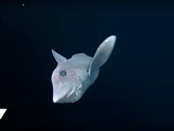 Imagen del tiburón fantasma en aguas del Pacífico Imagen del tiburón fantasma en aguas del Pacífico
