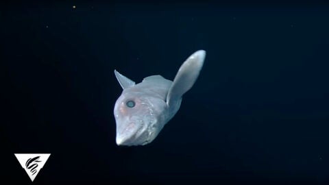 Imagen del tibur&oacute;n fantasma en aguas del Pac&iacute;fico