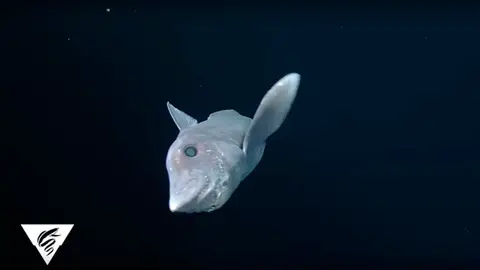 Imagen del tiburón fantasma en aguas del Pacífico Imagen del tiburón fantasma en aguas del Pacífico