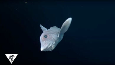 Graban por primera vez al tiburón fantasma, una especie sin dientes más antigua que los dinosaurios