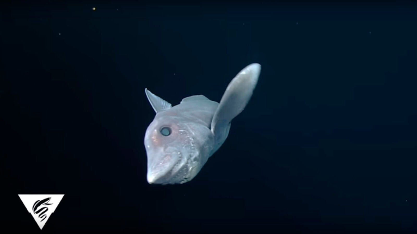 Graban por primera vez al tiburón fantasma, una especie sin dientes más antigua que los dinosaurios