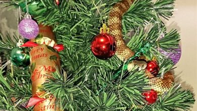 Una mujer encuentra una serpiente entre las ramas de su árbol de Navidad