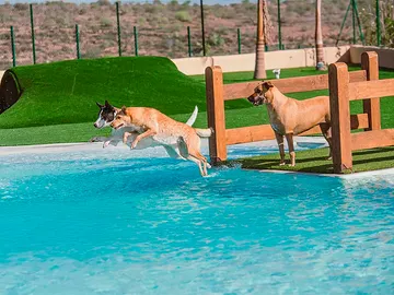 Tres perros bañándose en la piscina del hotel Tres perros bañándose en la piscina del hotel