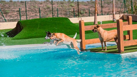 Tres perros ba&ntilde;&aacute;ndose en la piscina del hotel