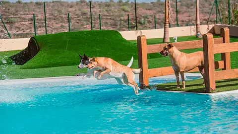 Tres perros bañándose en la piscina del hotel Tres perros bañándose en la piscina del hotel