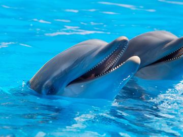 Dos delfines en el Zoo