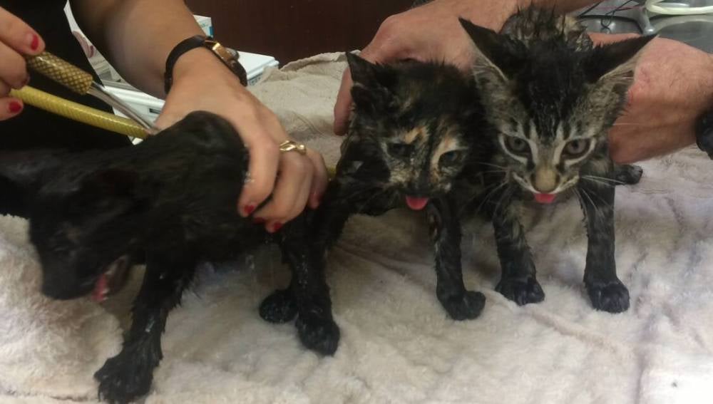 Los gatos encontrados en un bolso de cuero
