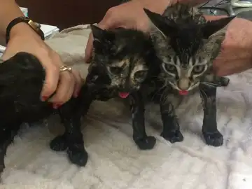 Los gatos encontrados en un bolso de cuero Los gatos encontrados en un bolso de cuero