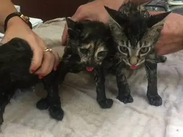 Los gatos encontrados en un bolso de cuero Los gatos encontrados en un bolso de cuero