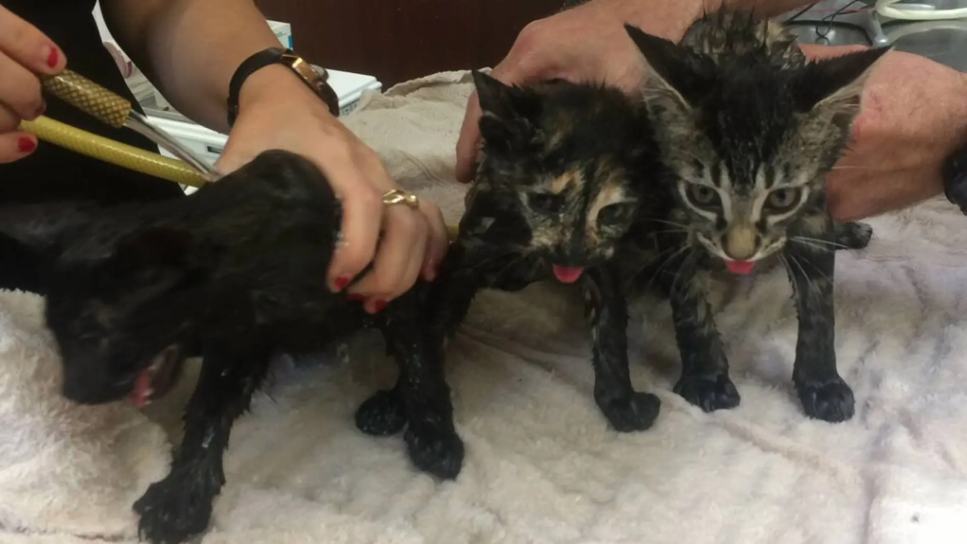 Los gatos encontrados en un bolso de cuero Los gatos encontrados en un bolso de cuero