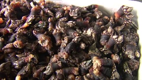 Frame 37.179198 de: El percebe gallego llega a Hong Kong 