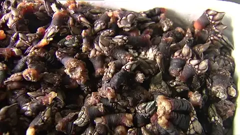 Frame 37.179198 de: El percebe gallego llega a Hong Kong Frame 37.179198 de: El percebe gallego llega a Hong Kong