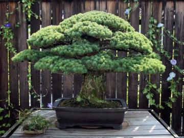 El bonsái 'pino de Yamaki'