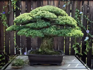 El bonsái 'pino de Yamaki' El bonsái 'pino de Yamaki'