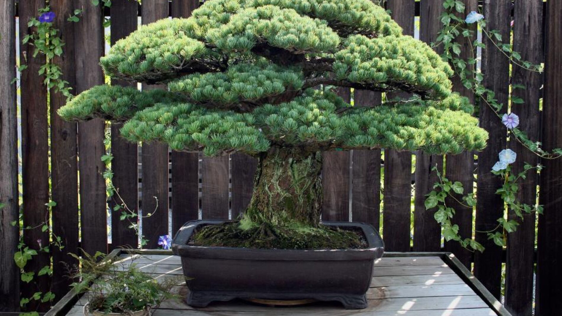 El bons&aacute;i 'pino de Yamaki'