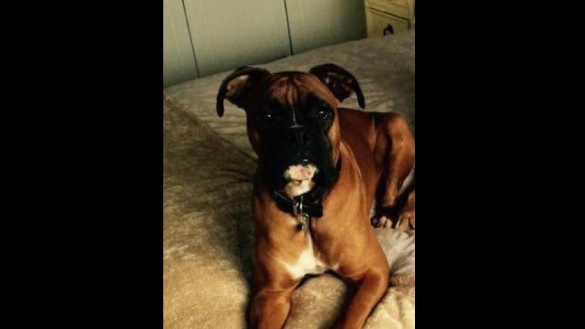 Finn, el perro desaparecido