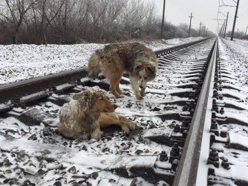 Panda y Lucy en las vías del tren