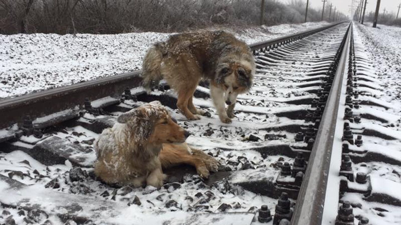 Un perro arriesga su vida para proteger a su compañera del paso de un tren en Ucrania