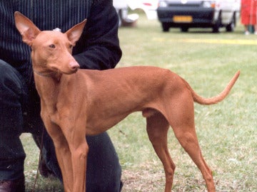 Perro de raza podenco