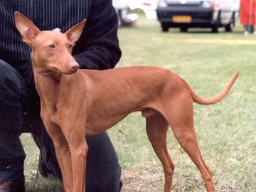 Perro de raza podenco Perro de raza podenco