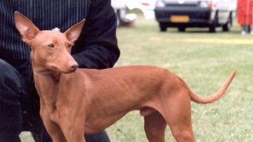 Perro de raza podenco