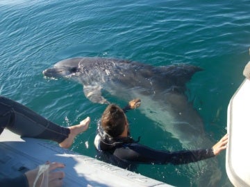 El delfín rescatado en Palma