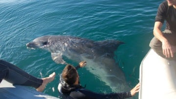 El delfín rescatado en Palma