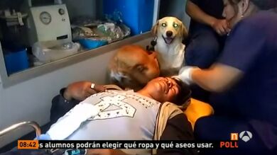 Dos perros acompañan a su dueño ebrio de camino al hospital
