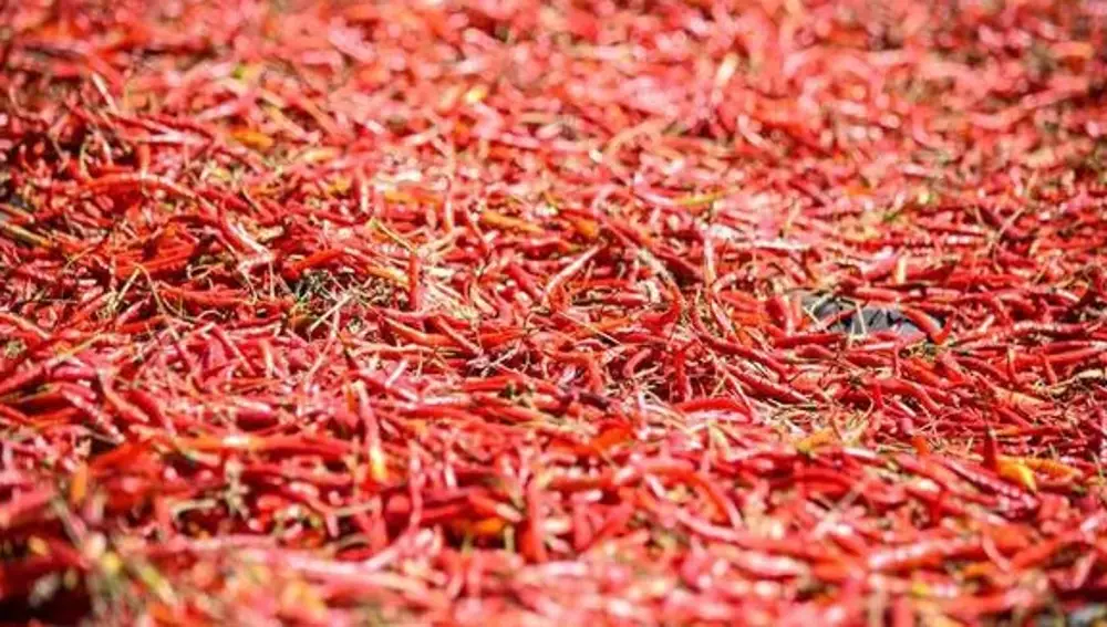 Chile picante Chile picante