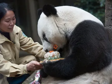 El oso panda Pan Pan celebrando un cumpleaños El oso panda Pan Pan celebrando un cumpleaños