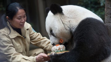 El oso panda Pan Pan celebrando un cumpleaños
