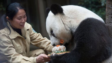 Muere a los 31 años Pan Pan, el 'abuelo de los pandas'