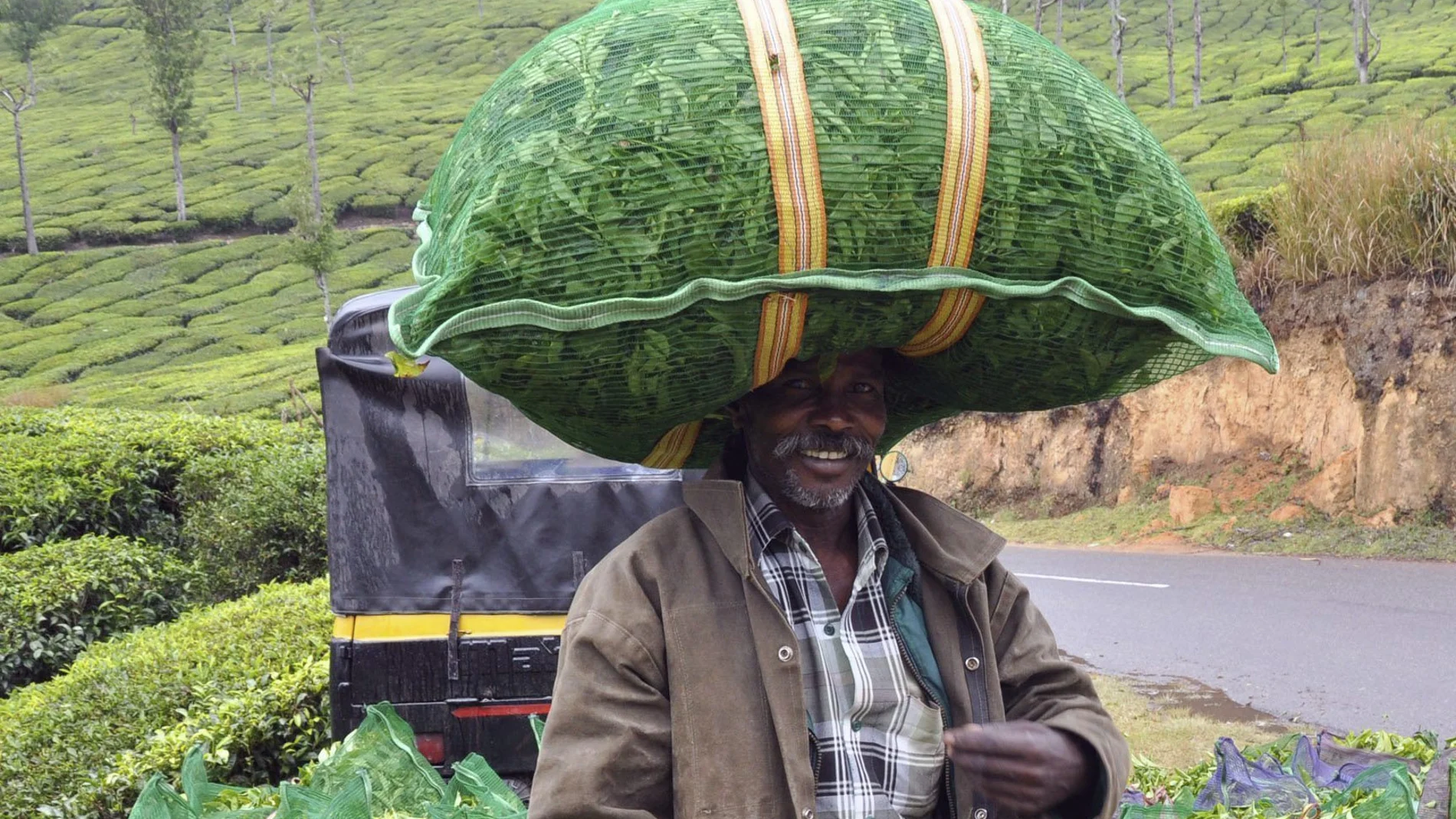 Cultivo de la India (29-12-2016) Cultivo de la India (29-12-2016)