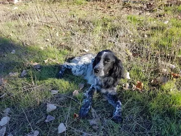 Nor, el perro fallecido Nor, el perro fallecido