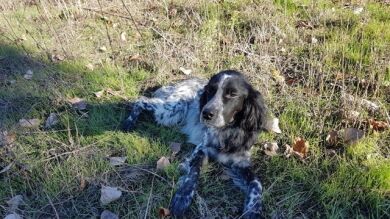 Muere por los petardos de Nochevieja un perro que vivía en un refugio de animales
