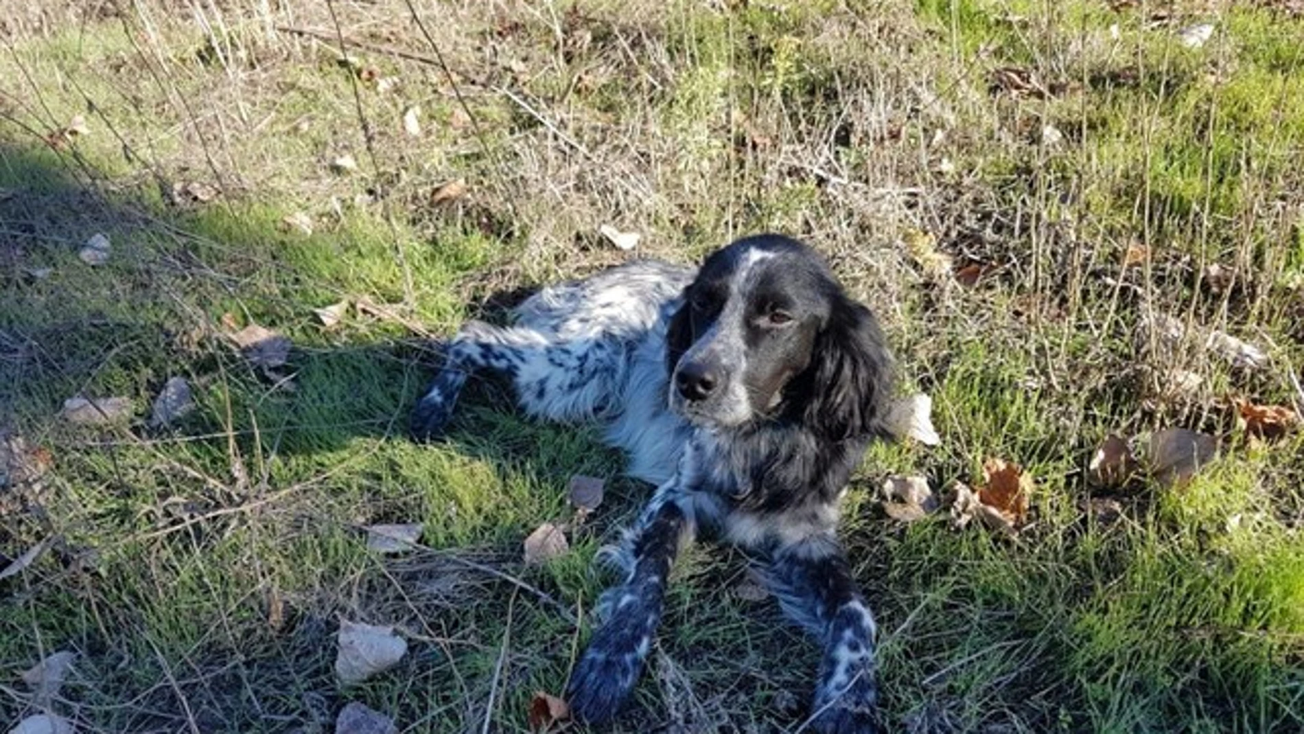 Nor, el perro fallecido Nor, el perro fallecido