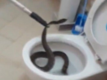 Serpiente dentro de un inodoro en Tailandia 